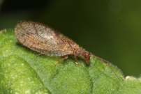 (Neuroptera - Hemerobiidae - Micromus angulatus)
